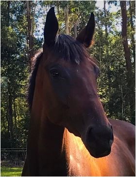 buckaroo barn australia thoroughbred horse